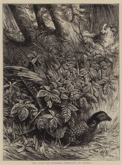 The First of October, Pheasant in Covert by Harrison William Weir